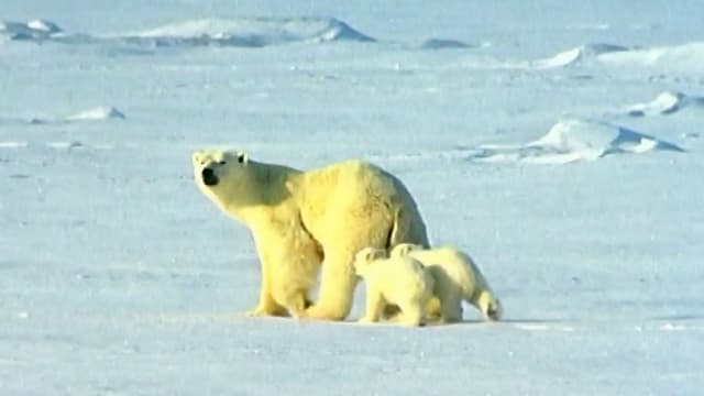 S01:E05 - Polar Bear
