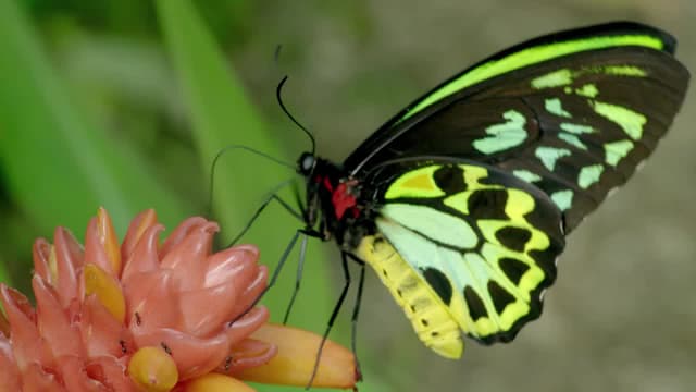 S01:E06 - Bugs & Butterflies