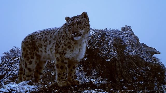 S01:E02 - The Secret Lives of Snow Leopards