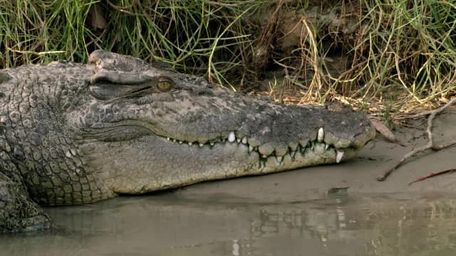 S01:E03 - The Crocodiles