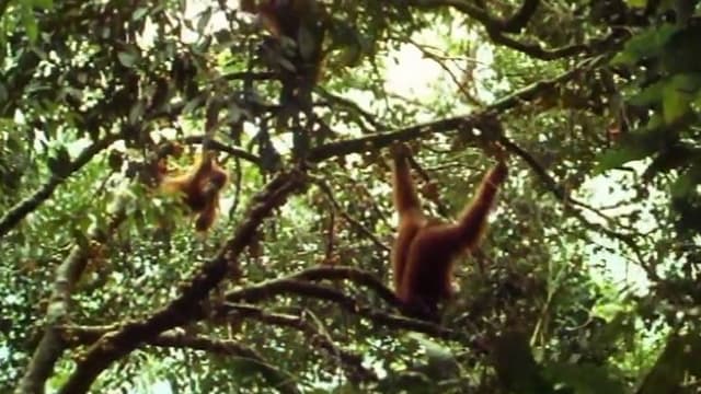 S01:E15 - Orangutang