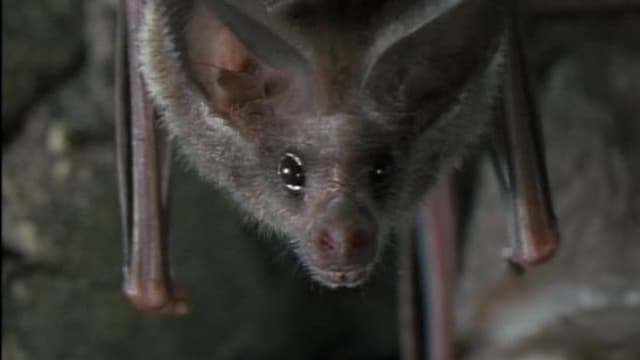 S04:E401 - Beneficial Bats