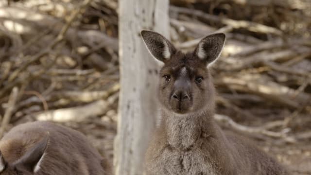 S01:E09 - Kangaroo Island