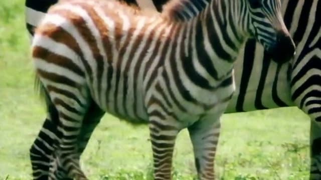 S01:E17 - Zebra
