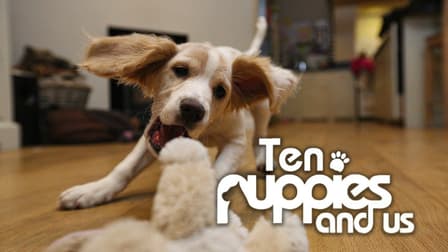 10 puppies and us watch online free new arrivals