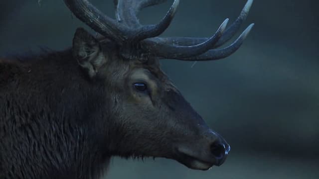 S01:E10 - Elk (Wapiti)