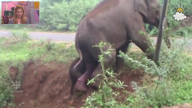 S01:E90 - Elephant Mom Saves Her Newborn Baby