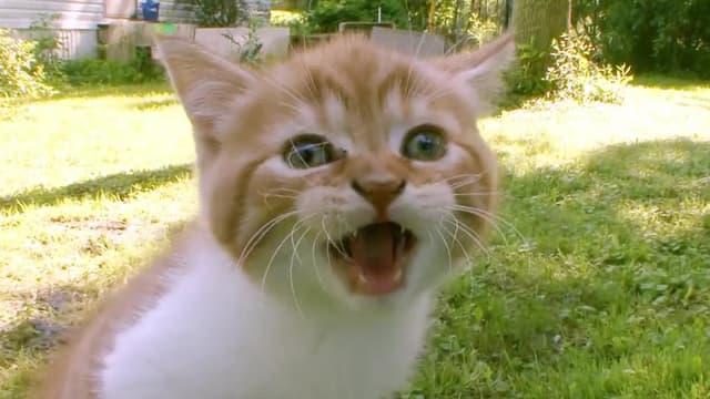 S01:E02 - America's Cutest Cat