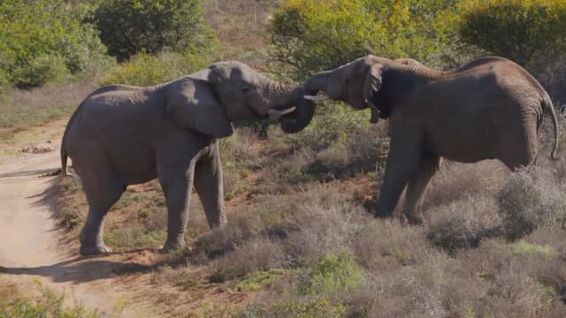 S01:E01 - Safari in Amakhala