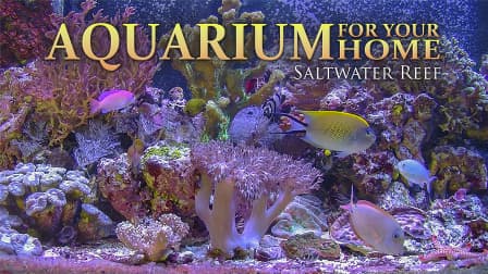 Aquarium For Your Home Presents: Saltwater Reef DVD #9