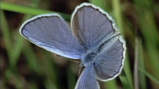 S01:E102 - The Beauty of Butterflies