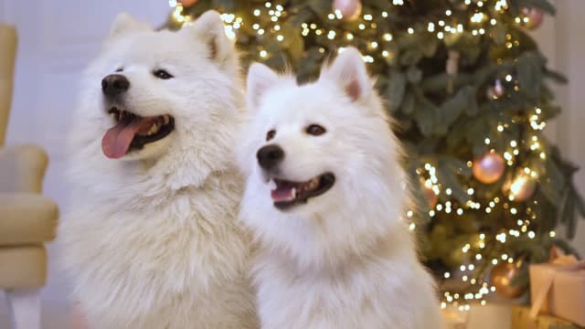 S02:E05 - Christmas Puppies