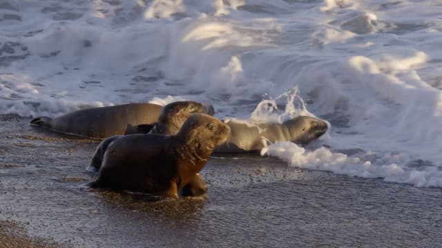 S01:E03 - Sea Lions vs. Orcas