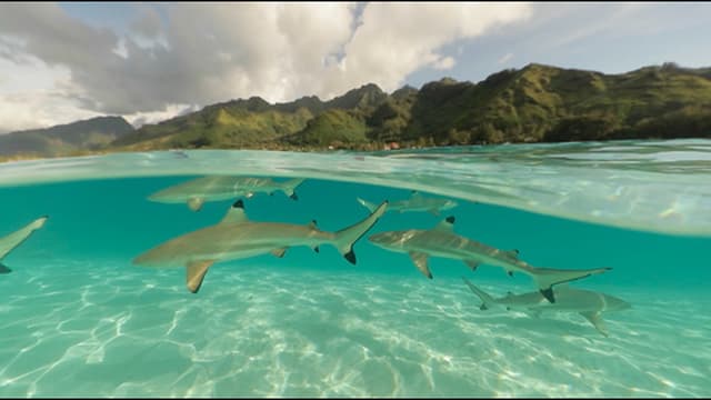 S01:E10 - Shark Sanctuaries: The Ocean's Future
