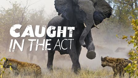 caught in the act tv series
