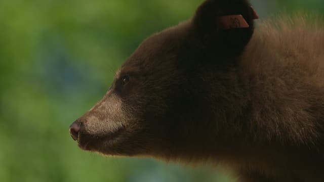 Watch Wild Bear Rescue S02:E06 - The Biggest Release - Free TV Shows | Tubi