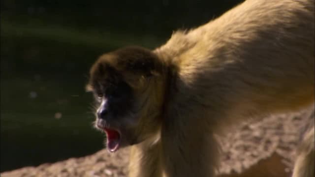 S03:E11 - A Barrel of Monkeys