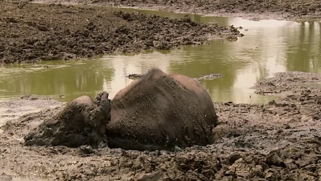 S01:E02 - Luangwa: River of Extremes