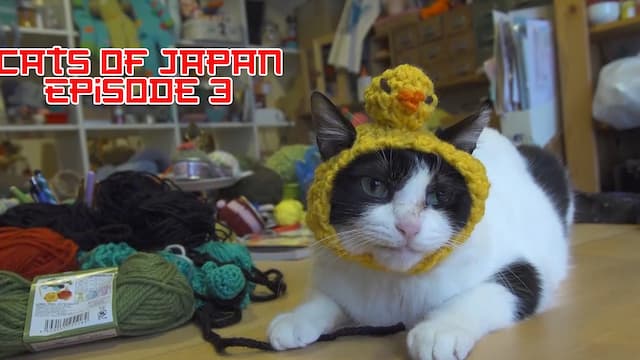 S01:E41 - The Cats in Their Hats