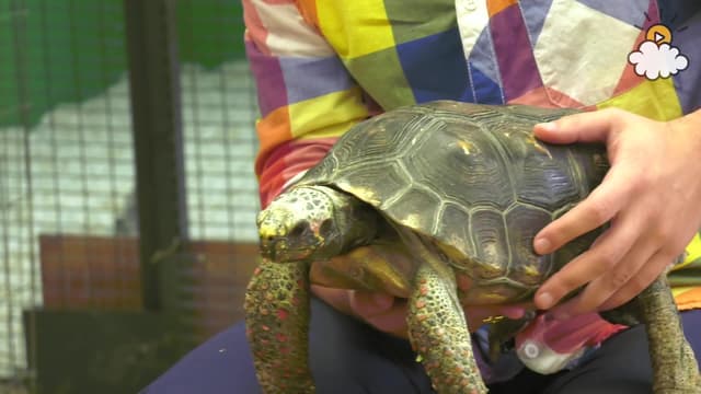 S01:E18 - Meet Benny the Tortoise