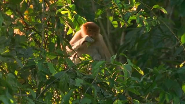 S01:E02 - Proboscis Monkey