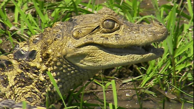 S01:E05 - Argentina Caymans: Crocodile Cowboys
