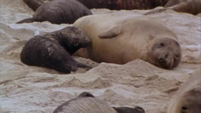 S01:E106 - Season of the Seals