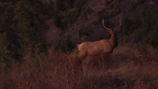 S01:E01 - Elk on the Prairie