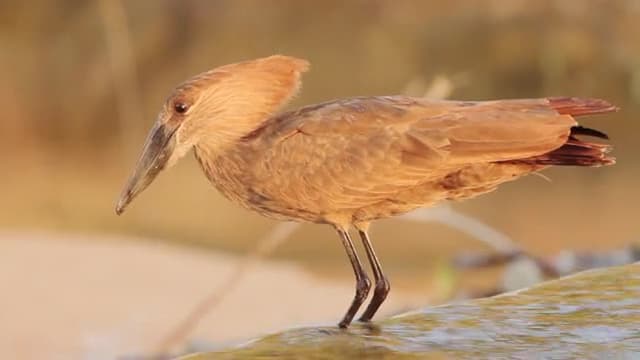 S01:E07 - Birds of the Bushveld
