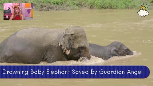 S01:E125 - Baby Elephant Rescue