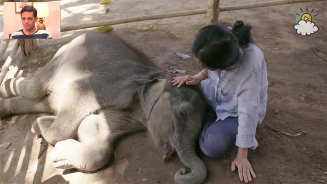 S01:E115 - Baby Elephant Loves Lullabies