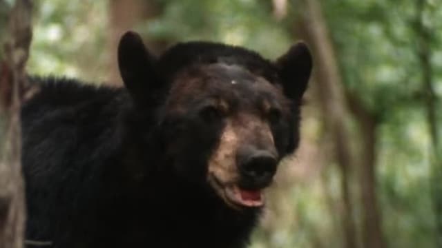 S01:E107 - Swamp Bear (Pt. 1)