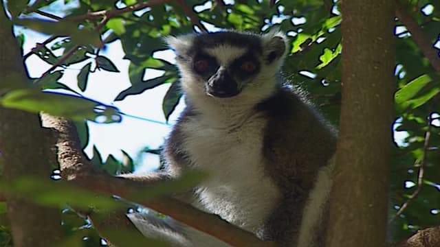 S01:E14 - Madagascar