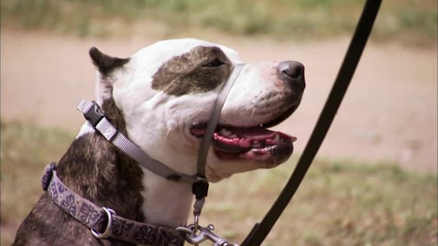 Pitbulls and best sale parolees harness