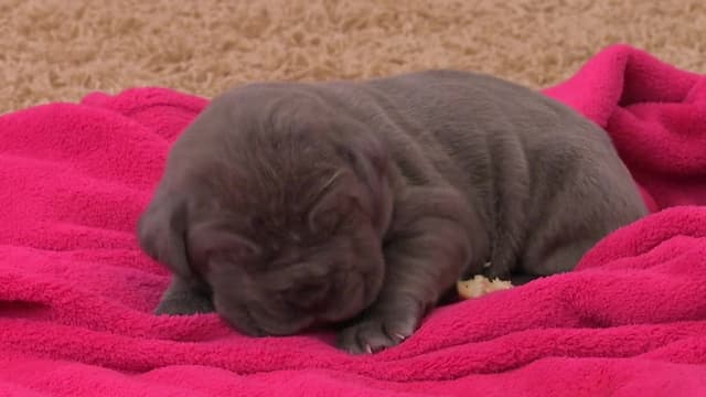 S03:E02 - Tiny Puppies, Big Paws