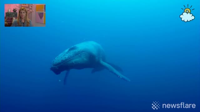 S01:E123 - Stunning Whale Spotting