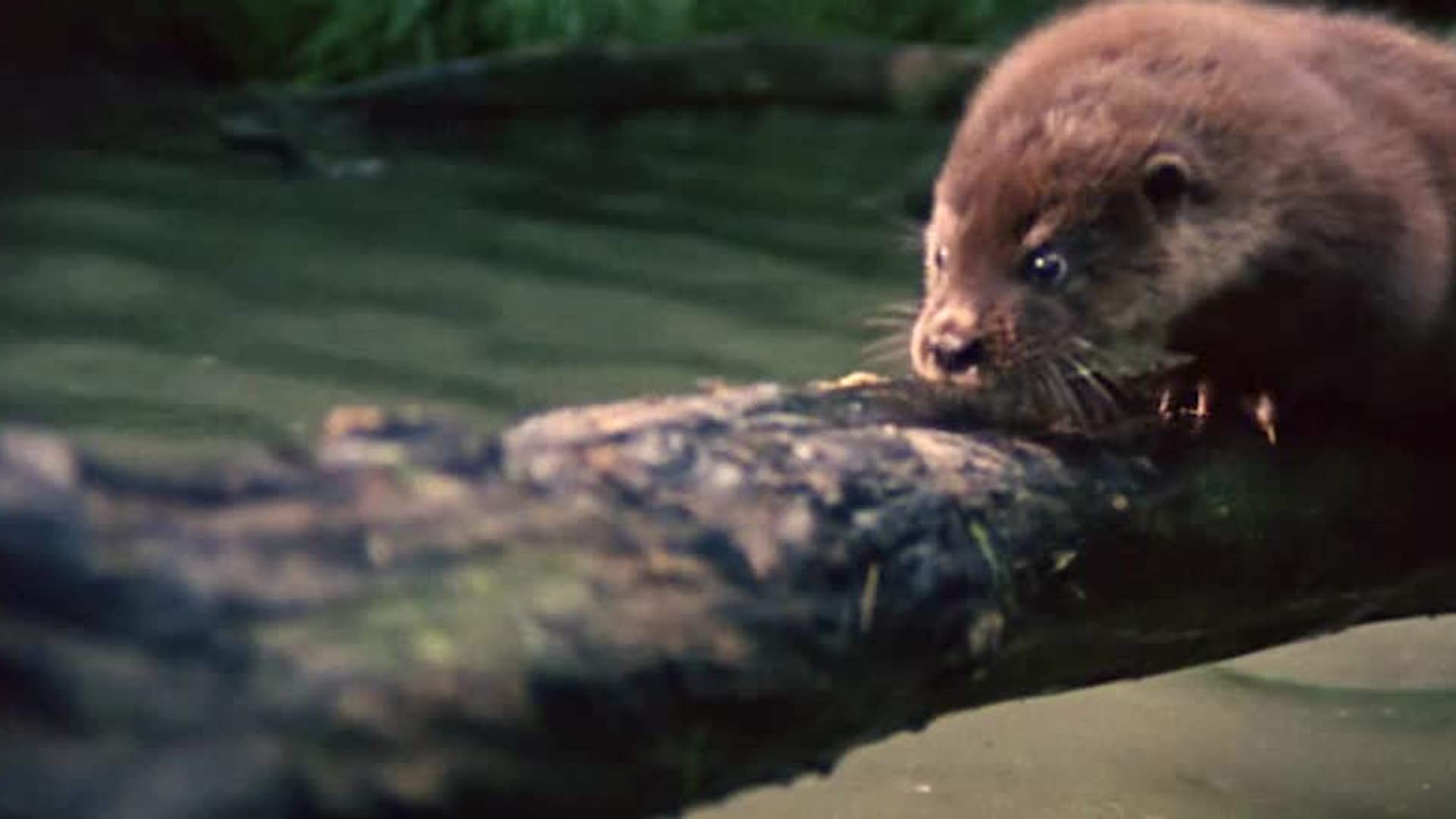 Watch Tarka The Otter (1979) - Free Movies | Tubi