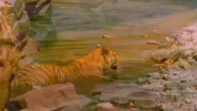 S01:E13 - Tiger