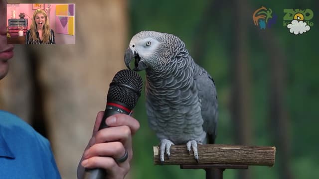 S01:E99 - Brilliant Parrot Has Something to Say
