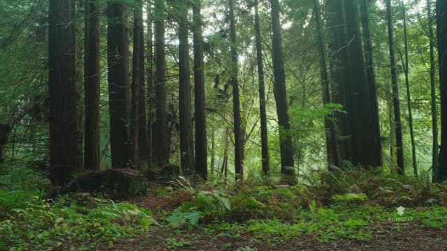 Redwood National Park: California