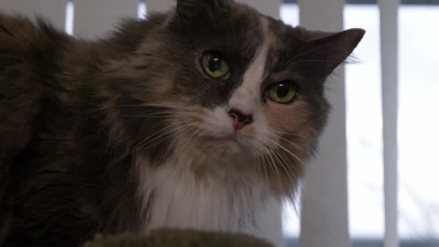 S01:E12 - Grumpy Old Cat