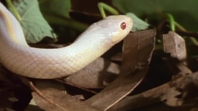 S04:E403 - King of Snakes