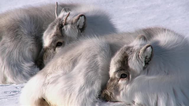 S03:E06 - Baby Animals From Polar Regions