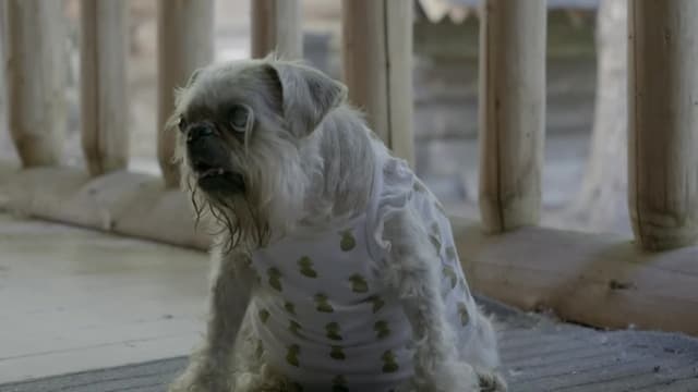 S01:E06 - Senior Dog's Decked-Out Dorm