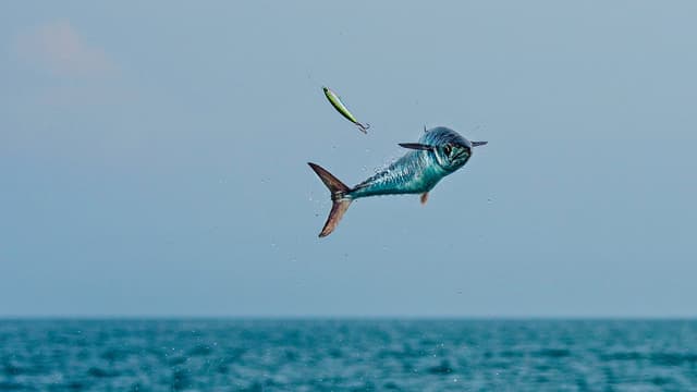 S11:E07 - Skyrocketing Kingfish