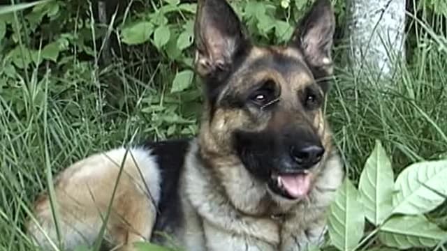 S01:E02 - EPISODE 2: Bruno: An American Police Dog & Honey: Companion Dog