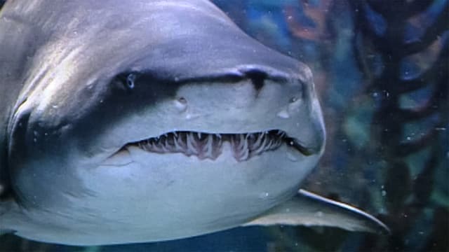 S01:E03 - Shark Attack