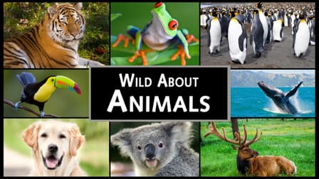 Watch Wild About Animals - Free TV Shows | Tubi