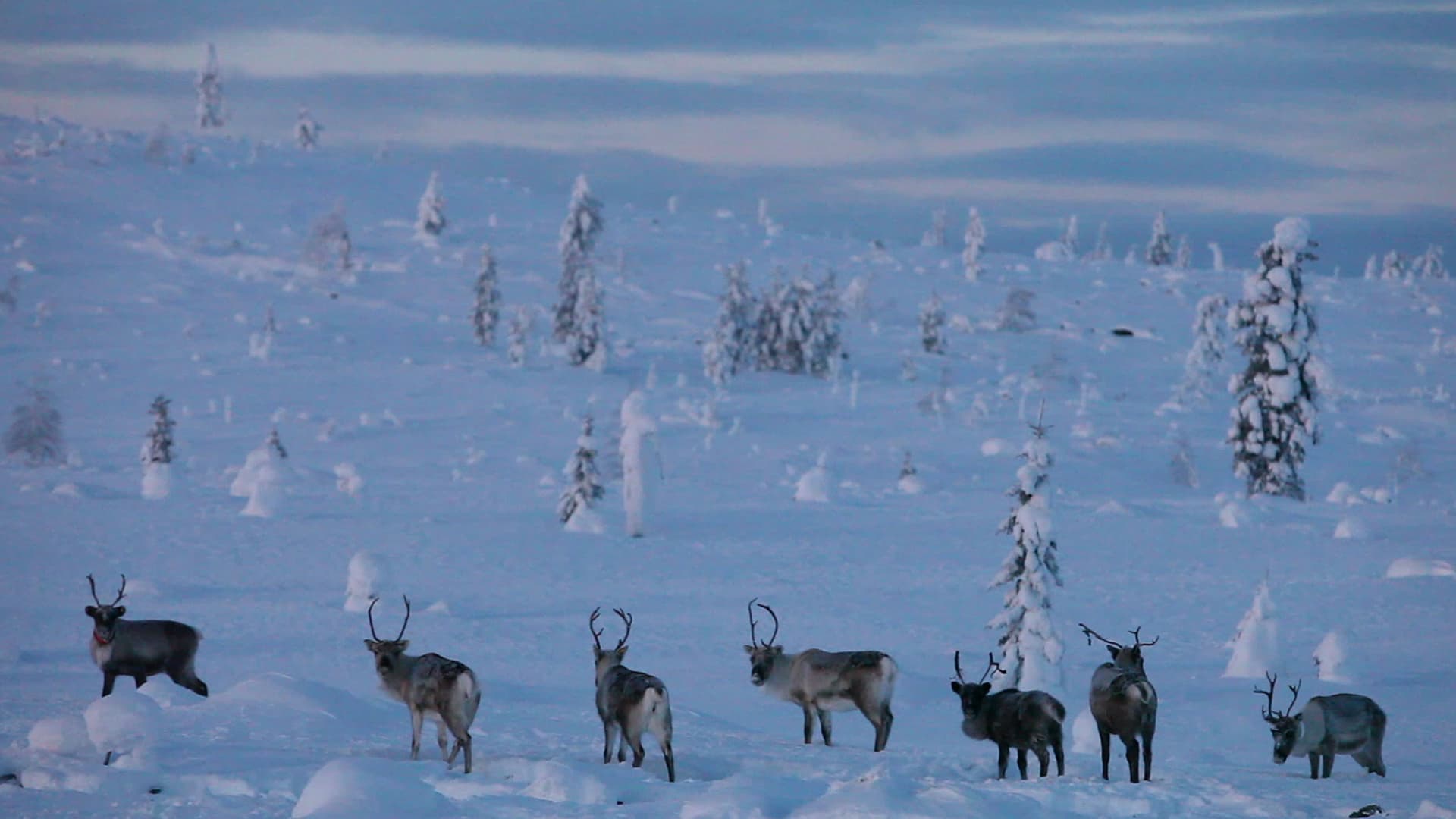 Watch Aatsinki: The Story Of Arctic Cowboys (2014) - Free Movies 