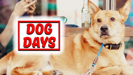 Watch Dog Days Streaming Online - Yidio